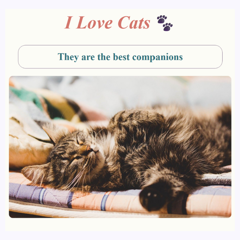 cat ready to be adopted app